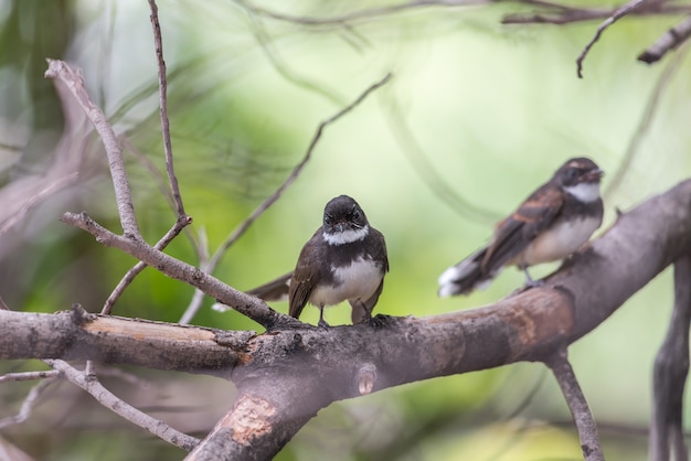 자연 야생에서 두 마리 (말레이시아 얼룩 무늬 Fantail)