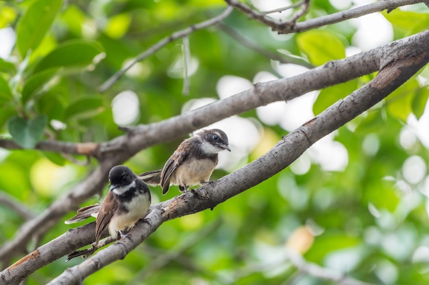 두 마리의 새 (말레이시아 얼룩 무늬 Fantail, Rhipidura javanica) 흑백 색상