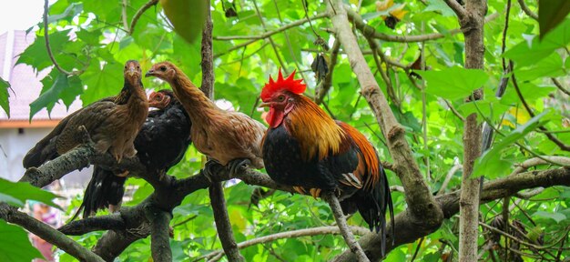 Two birds perching on branch