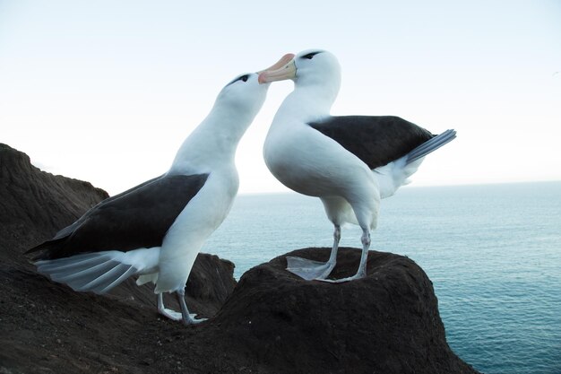 Photo two birds perching on rock by sea