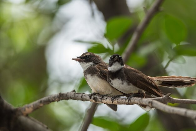 2つの鳥（Pied Fantail Flycatcher、Rhipidura javanica）野生の野生の黒色