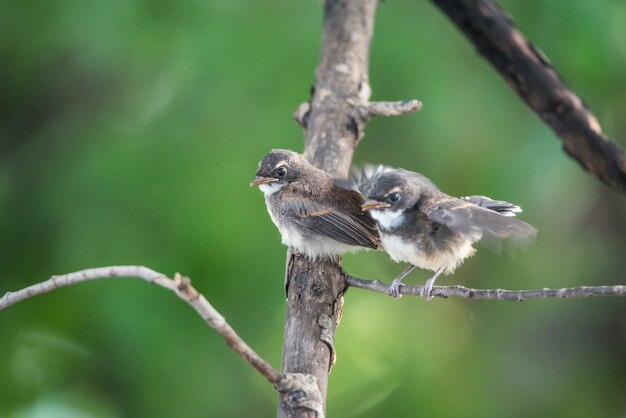 Две птицы (Pied Fantail Flycatcher, Rhipidura javanica) черный цвет