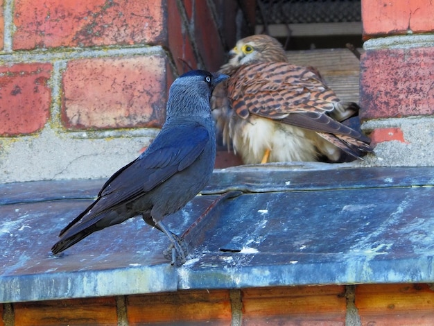 Two birds on the roof talk