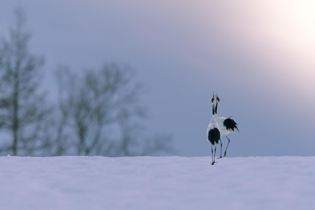 雪の中の 2 羽の鳥