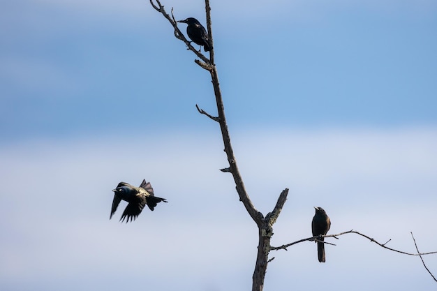 Foto due uccelli su un albero con uno che vola via