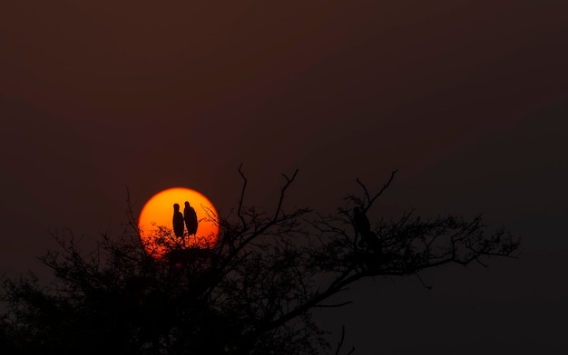 Foto due uccelli su un albero con il sole dietro di loro