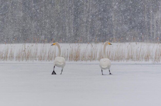 Two birds in the winter