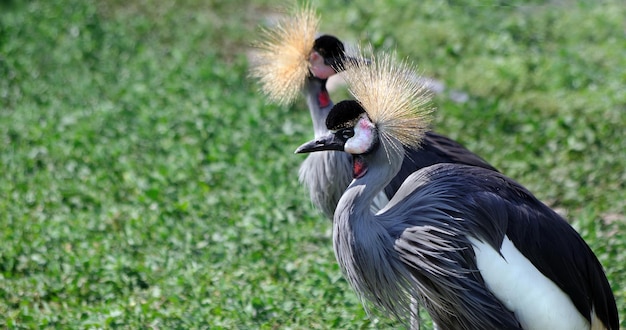 two birds with yellow feathers on their heads, one has a yellow tuft of hair on its head.