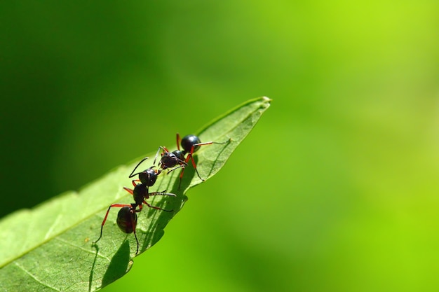 두 개의 검은 개미는 아름다운 녹색 배경으로 나뭇잎에 싸우고있다