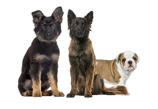 2匹の黒と茶色の子犬が小さい白と茶い犬の隣に座っている