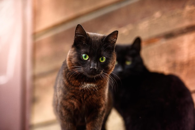 家の庭にいる2匹の黒猫