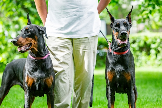 Two black dobermans. Man walks in the park two pureblood Dobermanns