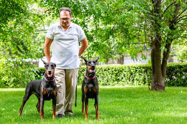 두 명의 검은 도베르만 남자는 공원에서 두 순수한 피 Dobermanns 산책