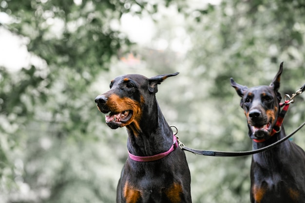 공원에 앉아 두 검은 dobermans