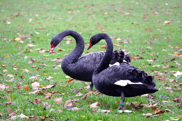 Two black ducks on grass lawn photo