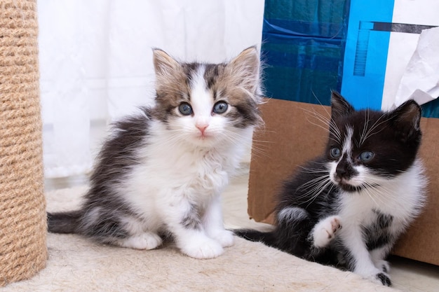 Two black funny kittens playing on the floor