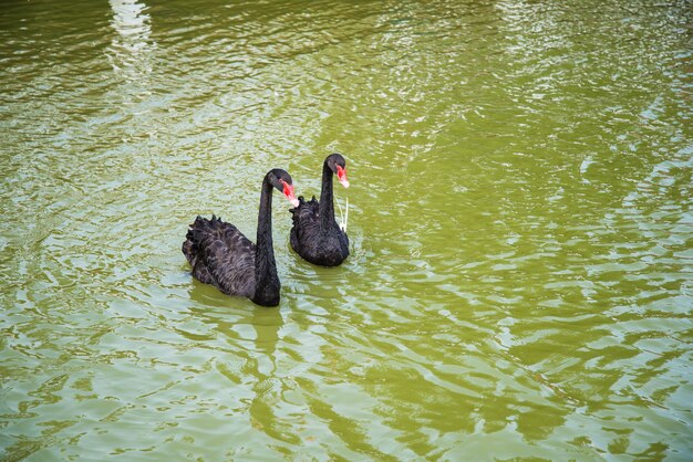 Two black goose swim in the river.