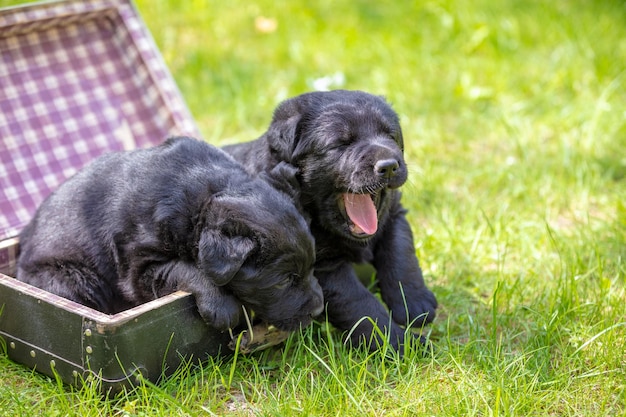 夏の庭の芝生の上に立っているスーツケースに座っている2匹の黒いラブラドールレトリバーの子犬