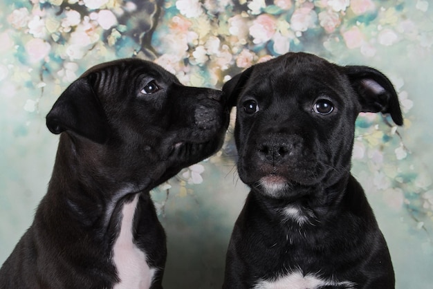 写真 アメリカン・スタッフォードシャー・ブル・テリア犬の2匹の黒い雄犬花の背景の子犬