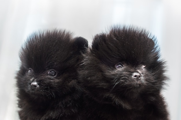 Two black Spitz puppies close up
