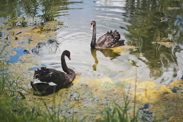 2 羽の黒鳥が生い茂った池で泳いでいる 1972 年