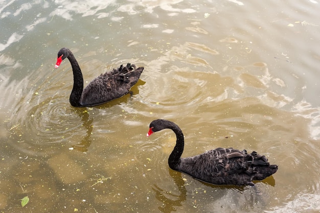 Два черных лебедя плавают по грязному озеру в загрязненной воде