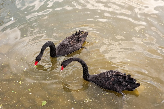 Two black swans floating on a dirty lake in polluted water