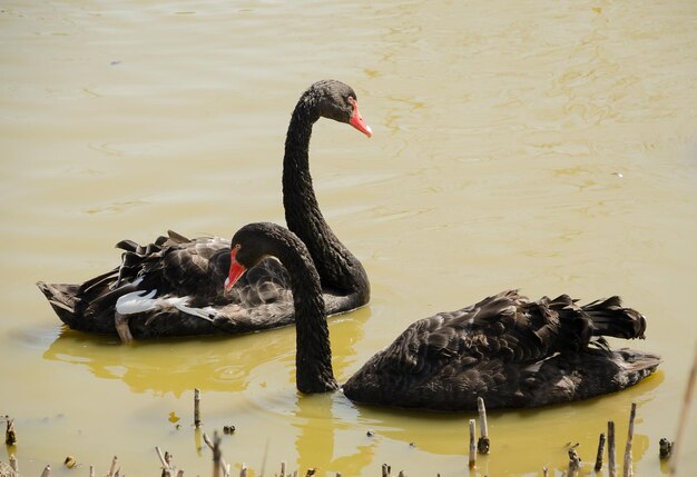 Photo two black swans swimming in a pond