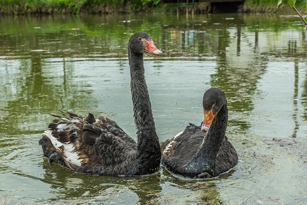 Two black swans with a red beak are swimming on the pond