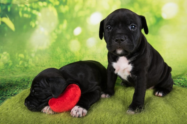 Two black and white american staffordshire terrier dogs or amstaff puppies on green background