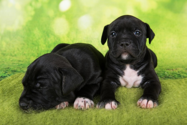 검은색과 흰색 아메리칸 스태퍼드셔 테리어 개 또는 암스태프 강아지 2마리가 녹색 배경에 있습니다.