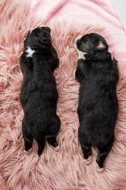 Two black and white dogs are sleeping on a pink rug