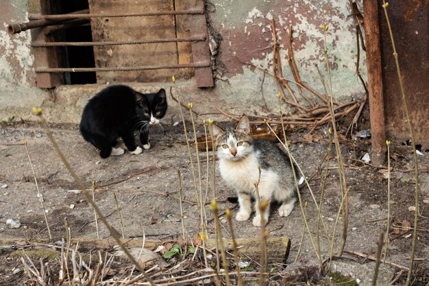 Two black and white kittens near the house