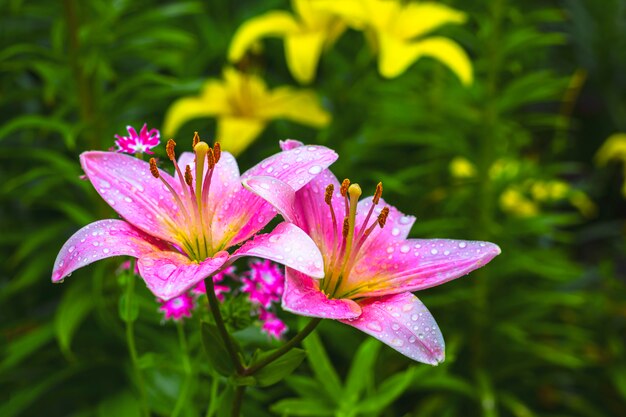 Two blooming lily flowers in summer garden