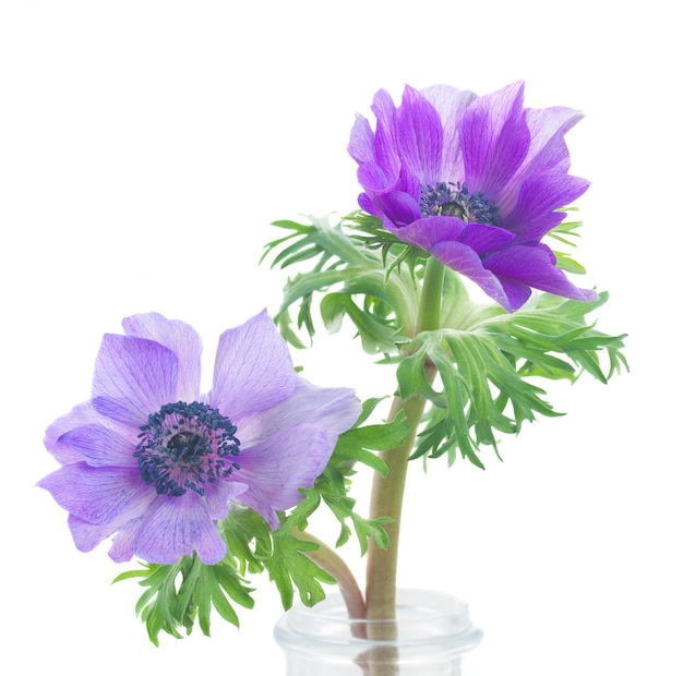 Due fiori di anemone blu isolati su sfondo bianco