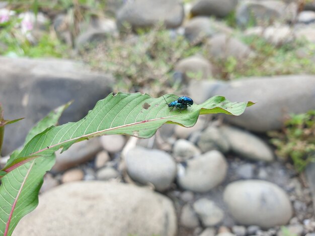 Two blue beetles on a leaf