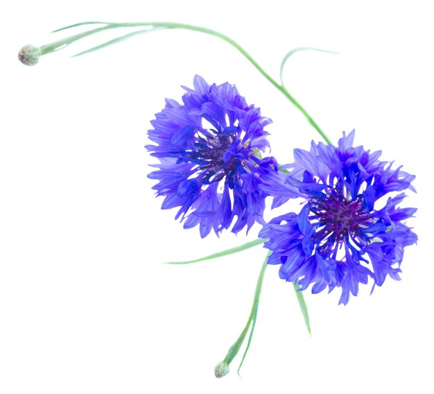 Фото Два синих кукурузных цветка с бутонами, изолированными на белом фоне