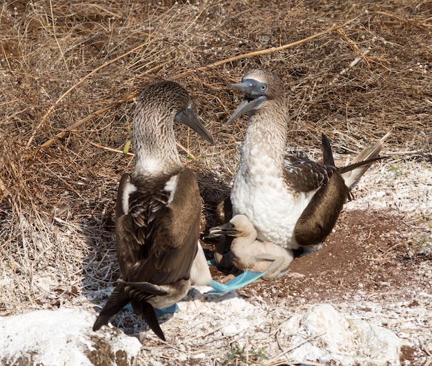 2つの青い足のカツオドリの海鳥とひよこ