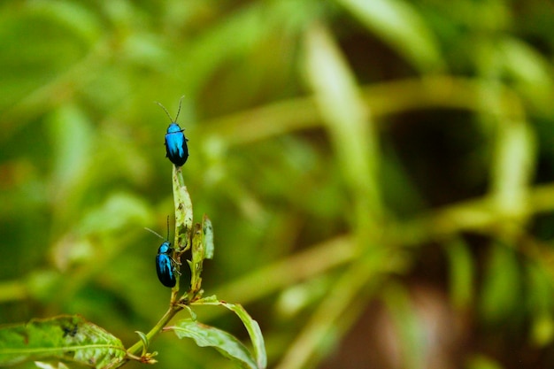 2 つのブルー ゴールド カブトムシ