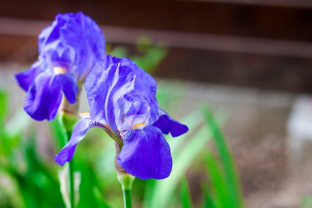 녹색 정원에서 두 개의 블루 아이리스 꽃의 근접 촬영
