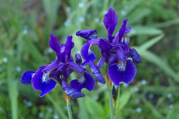 Two blue irises bloom on the flowerbed in summer. Bright flowers on a green background.