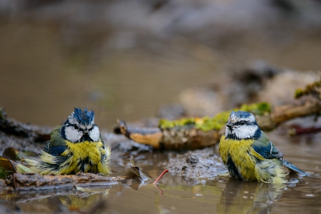 Фото Две голубые синицы cyanistes caeruleus плещутся в воде