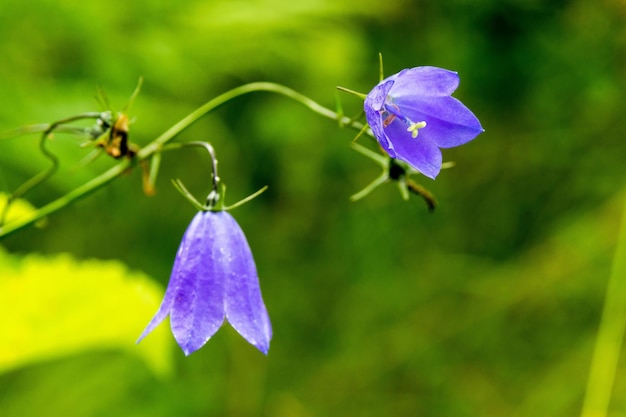 Two blue wild and meadow flowers campanulas closeup on a green indistinct background