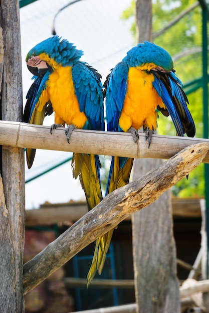 Two blue and yellow macaw parrots