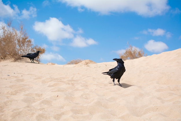 Two bodies of jet black plumage, on the sand dunes.