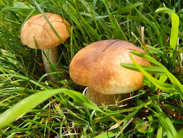 Two boletus mushrooms in green grass in sunlight