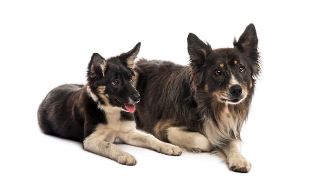 Two Border collies lying in front of a white wall