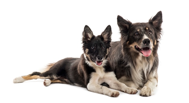 Two Border collies lying in front of a white wall