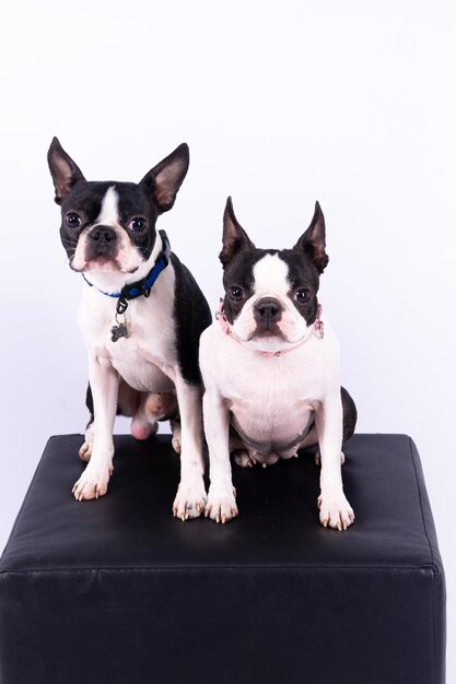 Two boston terrier dog posing in a studio white and dark background