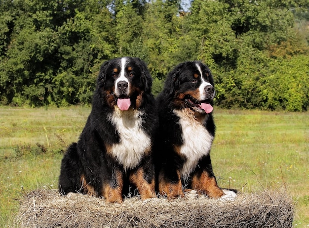 Photo two bouvier bernese mountain dogs